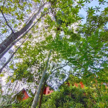 Cinnamon Village Sinharaja Deniyaya Eksteriør bilde